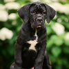 Photo №3. Cane Corso. Latvia