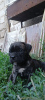 Photo №1. cane corso - for sale in the city of Tiraspol | 350$ | Announcement № 56193