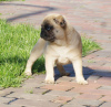 Photo №1. pug - for sale in the city of Constanța | 1000$ | Announcement № 45437