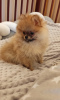 Additional photos: Pomeranian girl