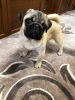 Photo №1. pug - for sale in the city of Vinnitsa | 215$ | Announcement № 9812