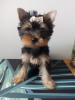 Photo №2 to announcement № 77748 for the sale of yorkshire terrier - buy in Poland 