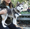 Photo №1. siberian husky - for sale in the city of Rovinari | 417$ | Announcement № 8225