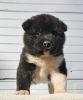 Photo №2 to announcement № 83071 for the sale of akita - buy in Serbia 