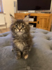 Photo №1. maine coon - for sale in the city of Bergen op Zoom | 317$ | Announcement № 109184