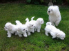 Photo №1. maltese dog - for sale in the city of Sochi | negotiated | Announcement № 10622