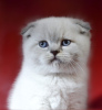 Photo №4. I will sell scottish fold in the city of Kiev. from nursery - price - 550$