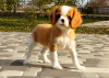 Photo №1. cavalier king charles spaniel - for sale in the city of Kiev | 2000$ | Announcement № 14095