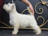 Additional photos: west highland white terrier puppy from Interchampion