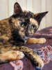 Photo №3. Sweet Michelle is looking for a loving home after tragic loss.. Russian Federation