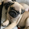 Photo №3. Pug puppies are available Business WhatsApp 37256062792. Finland