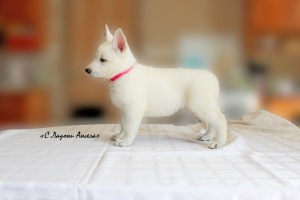 Photo №2 to announcement № 2890 for the sale of berger blanc suisse - buy in Russian Federation from nursery