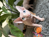 Photo №2 to announcement № 112243 for the sale of sphynx-katze - buy in Poland breeder