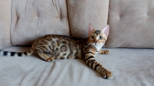 Photo №4. I will sell bengal cat in the city of Minsk. breeder - price - 450$