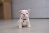 Photo №4. I will sell french bulldog in the city of Minsk. from nursery, breeder - price - 3000$