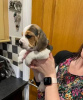 Additional photos: Beautiful beagles puppies