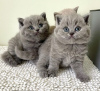 Photo №1. british shorthair - for sale in the city of Los Angeles | 260$ | Announcement № 76627