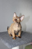 Photo №1. devon rex - for sale in the city of Mogilyov | negotiated | Announcement № 75370