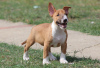 Additional photos: Mini Bull Terrier puppies