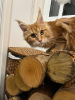 Photo №2 to announcement № 90288 for the sale of maine coon - buy in Finland private announcement