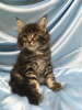Photo №4. I will sell maine coon in the city of Chelyabinsk. from nursery - price - 408$