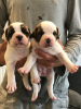 Photo №2 to announcement № 10982 for the sale of american bulldog - buy in Aland Islands 