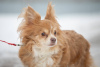 Photo №4. I will sell chihuahua in the city of Munich. breeder - price - 423$