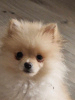 Photo №1. german spitz - for sale in the city of Strasbourg | 634$ | Announcement № 80803