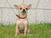 Photo №1. chihuahua - for sale in the city of Москва | negotiated | Announcement № 8105