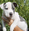 Additional photos: Gorgeous Amstaff puppies of noble blood