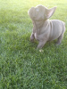 Photo №3. French bulldog. Serbia