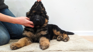 Photo №2 to announcement № 5096 for the sale of german shepherd - buy in Ukraine from nursery
