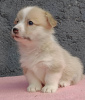 Additional photos: Pembroke Welsh Corgi puppies