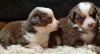 Photo №1. australian shepherd - for sale in the city of Oulu | 264$ | Announcement № 93055