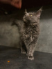 Photo №2 to announcement № 30208 for the sale of maine coon - buy in Poland breeder