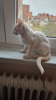 Photo №2 to announcement № 125403 for the sale of siamese cat - buy in Germany private announcement