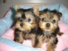 Photo №2 to announcement № 18644 for the sale of yorkshire terrier - buy in Netherlands private announcement