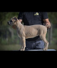 Photo №3. Cane Corso puppies. Serbia