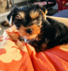 Photo №4. I will sell yorkshire terrier in the city of Berlin. private announcement - price - 300$