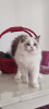 Photo №2 to announcement № 106817 for the sale of ragdoll - buy in Turkey breeder