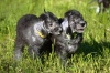 Photo №1. bedlington terrier - for sale in the city of Луховицы | 1041$ | Announcement № 106821