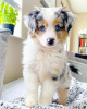 Photo №2 to announcement № 88791 for the sale of australian shepherd - buy in Estonia private announcement