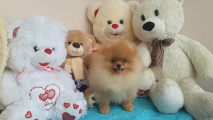 Photo №2 to announcement № 2428 for the sale of pomeranian - buy in Russian Federation breeder