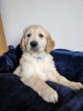 Photo №2 to announcement № 100328 for the sale of golden retriever - buy in United States private announcement