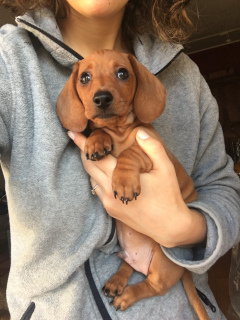 Photo №1. dachshund - for sale in the city of Турин | Is free | Announcement № 5724