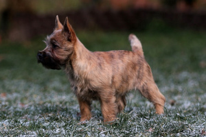 Photo №1. cairn terrier - for sale in the city of Москва | negotiated | Announcement № 4424