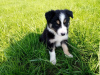 Photo №1. non-pedigree dogs - for sale in the city of Bamberg | Is free | Announcement № 118079