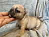 Photo №2 to announcement № 50187 for the sale of french bulldog - buy in Serbia private announcement