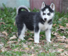 Photo №2 to announcement № 126156 for the sale of siberian husky - buy in Germany private announcement