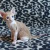 Photo №1. cornish rex - for sale in the city of Helsinki | 423$ | Announcement № 114215